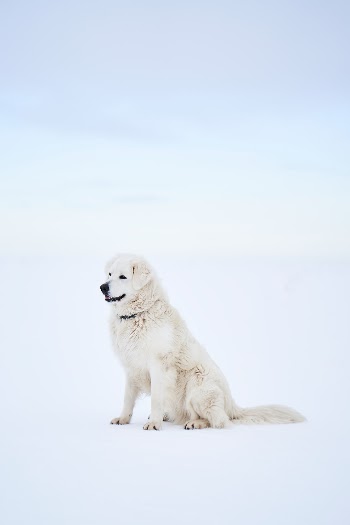 Unsplash ID zYxsnL9L1PA