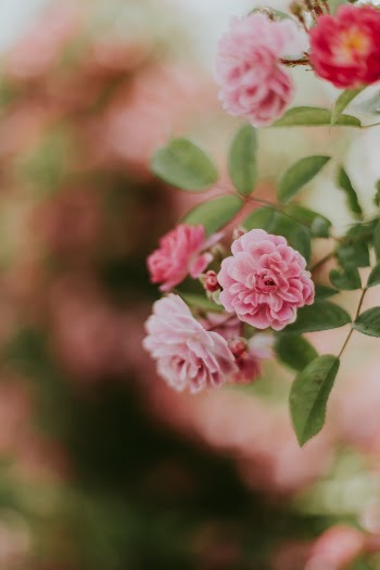 Unsplash ID zZiEizy6j68