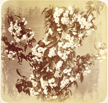 Untitled (ca. 1854) photography in high | Free Photo - rawpixel