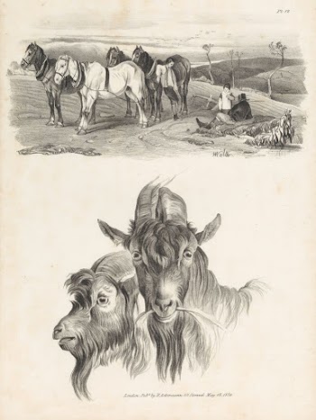 Untitled Images of Livestock, Plate | Free Photo - rawpixel