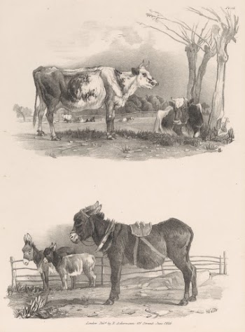 Untitled Images of Livestock, Plate | Free Photo - rawpixel