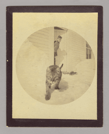 Untitled (snow cat) (1890s) photography | Free Photo - rawpixel