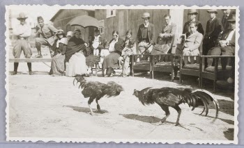 Untitled (Two Roosters Fighting in Front | Free Photo - rawpixel