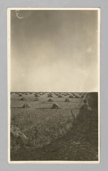 Untitled (wheat fields) | Free Photo - rawpixel