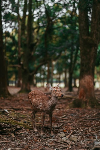 Up close and personal with wild deer in Japan