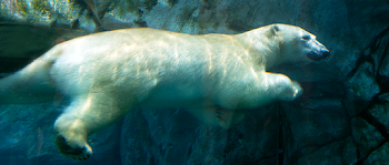 Up Close with Polar Bears | THE WILDLIFE SOCIETY
