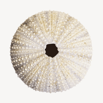 Urchin shell, isolated animal image | Free PSD - rawpixel