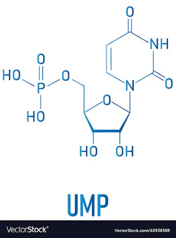 uridine monophosphate or ump nucleotide molecule