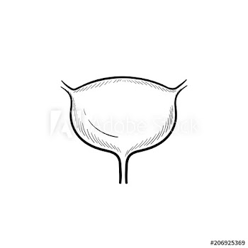 Urinary bladder hand drawn outline doodle icon