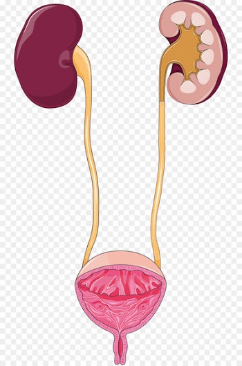 Urinary tract infection Excretory system Urine Kidney Urinary bladder - kidney 