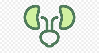 Urology Kidney Robot-assisted surgery Medicine - kidneys business 
