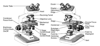 Using a Compound Microscope