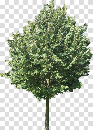 Using plane textures for trees, people, etc.. in still rendering ...