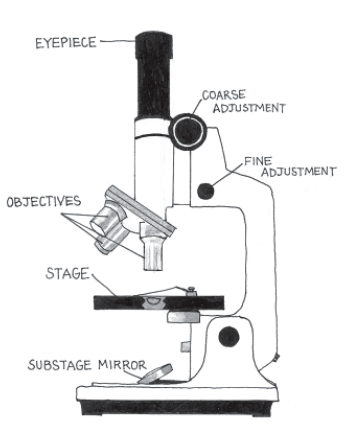 Using the Compound Microscope