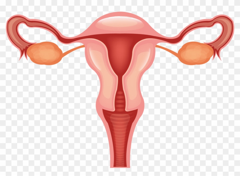 Uterus Clip Art