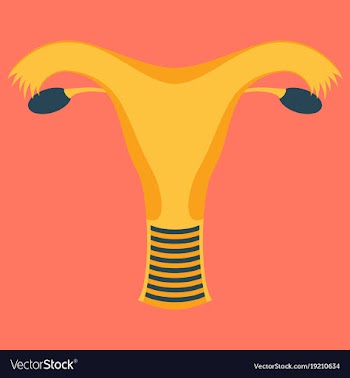 Uterus human internal organs flat vector image