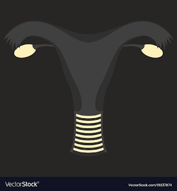Uterus human internal organs flat vector image