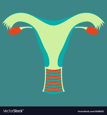 Uterus human internal organs flat vector image