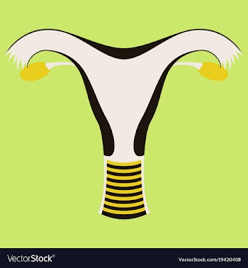 Uterus human internal organs flat vector image