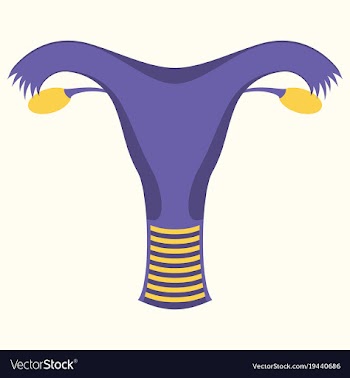 Uterus human internal organs flat vector image