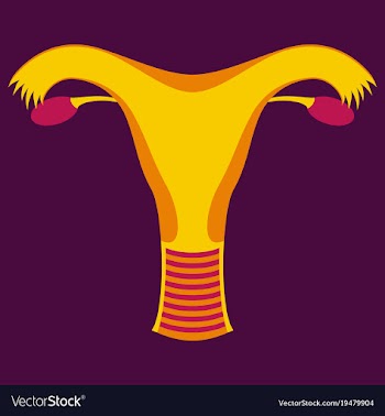 Uterus human internal organs flat vector image