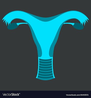 Uterus human internal organs flat vector image