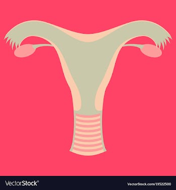 Uterus human internal organs flat vector image