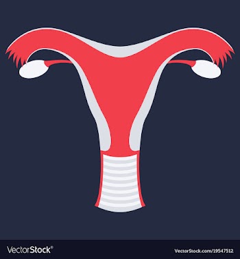 Uterus human internal organs flat vector image