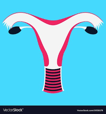 Uterus human internal organs flat vector image