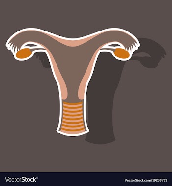 Uterus human internal organs sticker vector image