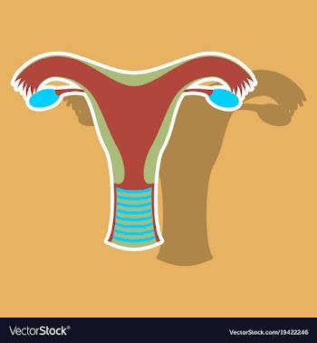 Uterus human internal organs sticker vector image