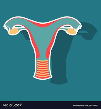 Uterus human internal organs sticker vector image