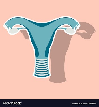 Uterus human internal organs sticker vector image