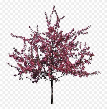 V - 8 - 7 740 - 0 Kbytes, Dvz - Flowering Trees - Crab Apple Tree