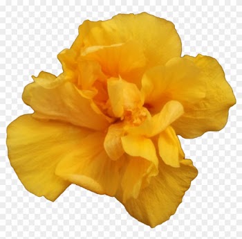 Valencia - A Single Yellow Rose