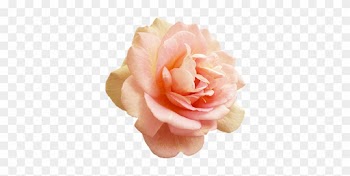 Valentine's Day Pink Rose - Rose
