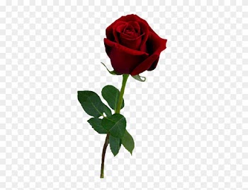 Valentine Rose [all Transparent Ones/png] - Aesthetic Rose Png