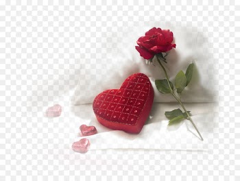 Valentine's Day Happiness Gift Propose Day Wish - Amour 