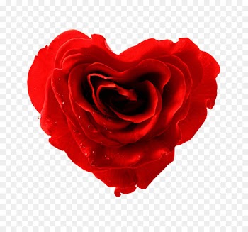 Valentine's Day Love February 14 Infatuation Gift - red rose decorative 