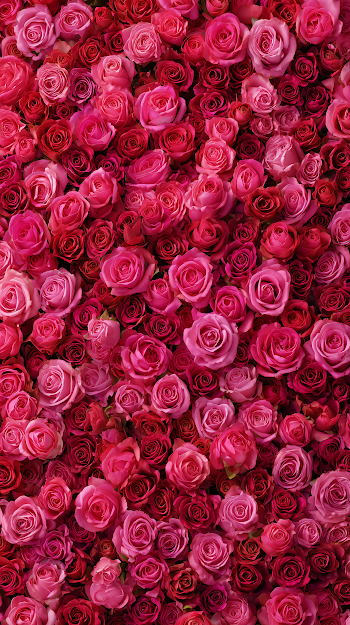 Valentine's Day Pink Roses Wallpaper