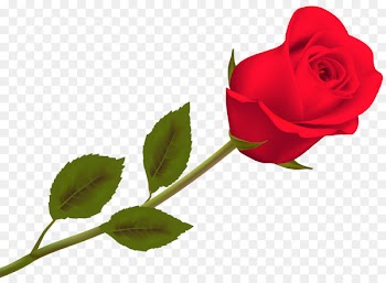 Valentine's Day Rose Day 2018 Desktop Wallpaper - rose leslie 