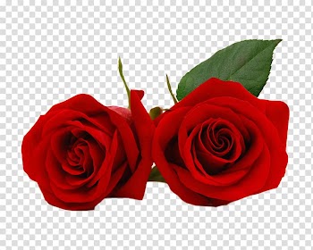Valentine's Day Rose Flower Heart Greeting & Note Cards, Red heart transparent background PNG clipart