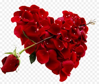 Valentine's Day Rose Heart Gift February 14 - red rose decorative 