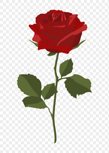 Valentine's rose png sticker, red | Free PNG - rawpixel
