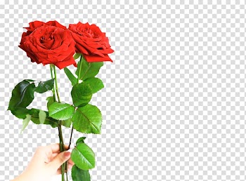 Valentines Day Beach rose Flower Gift Romance, Rose transparent background PNG clipart
