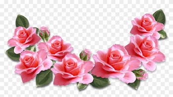 Valentines Day Pink Roses