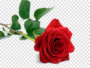 Valentines Day PNG Download Image