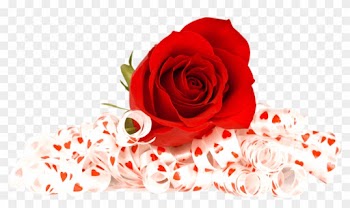 Valentines Day Roses Png Photo - Flowers Red Rose Png