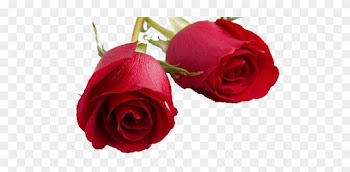 Valentines Day Roses Png Transparent Image - Happy Rose Day My Love