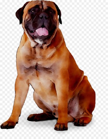 Valley Bulldog Olde English Bulldogge Boxer Bullmastiff Boerboel -  